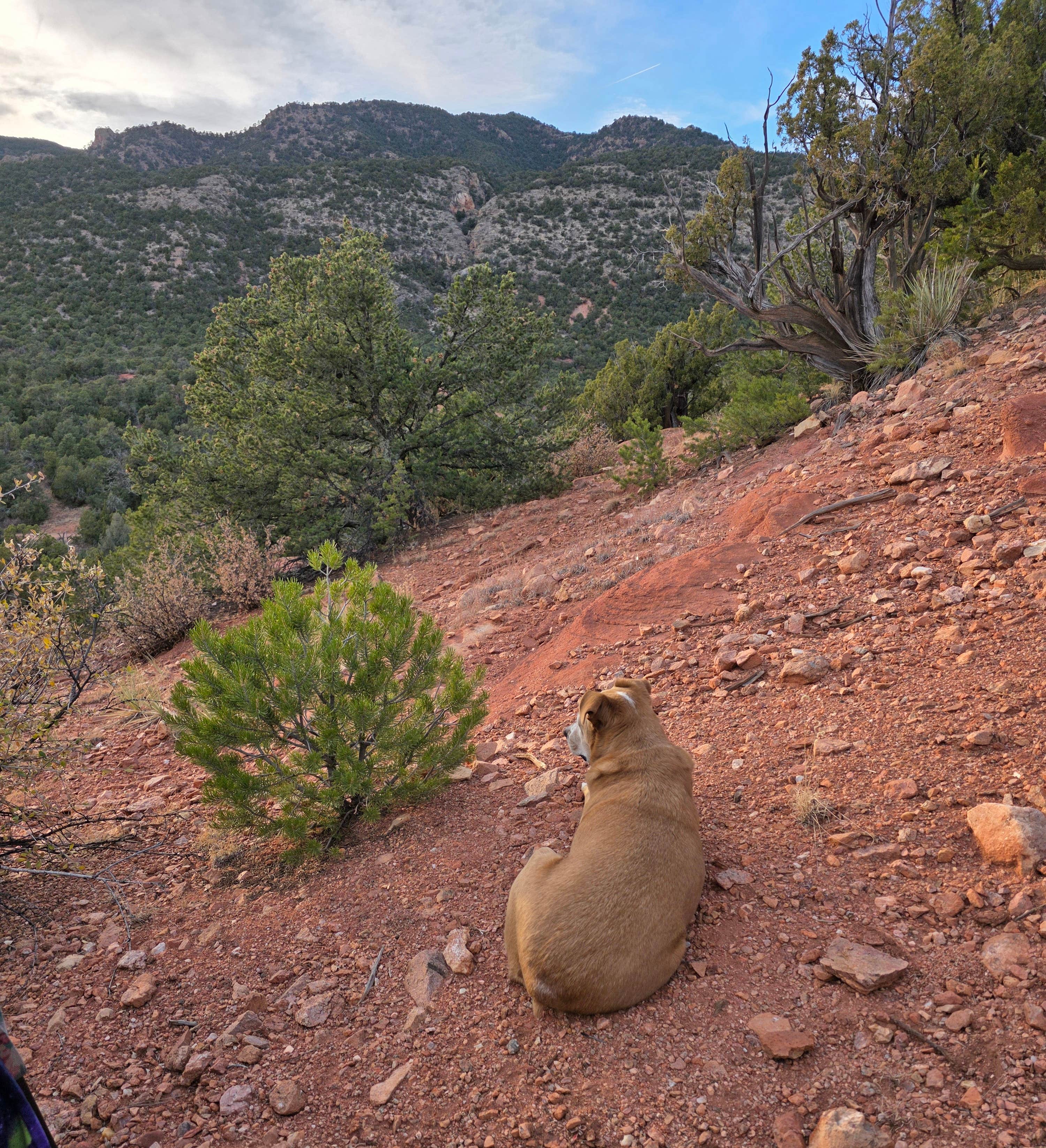 Sabrina G.'s photo of camping with pets at Red Canyon Park near Cañon City, CO