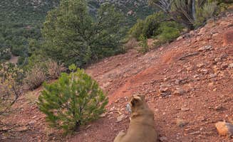 Sabrina G.'s photo of camping with pets at Red Canyon Park near Guffey, CO