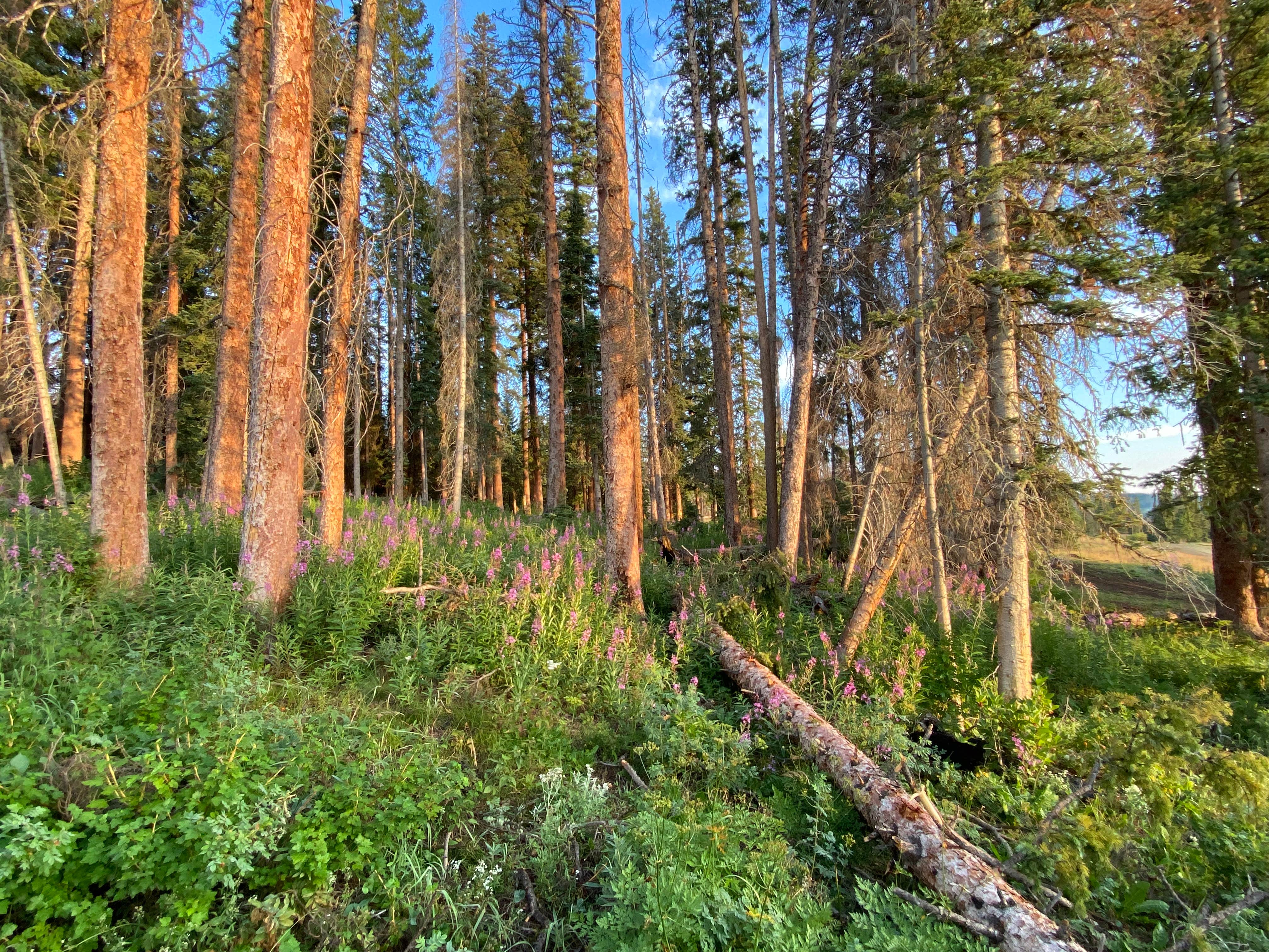 Camper-submitted photo at Red Dirt Reservoir near Steamboat Springs, CO