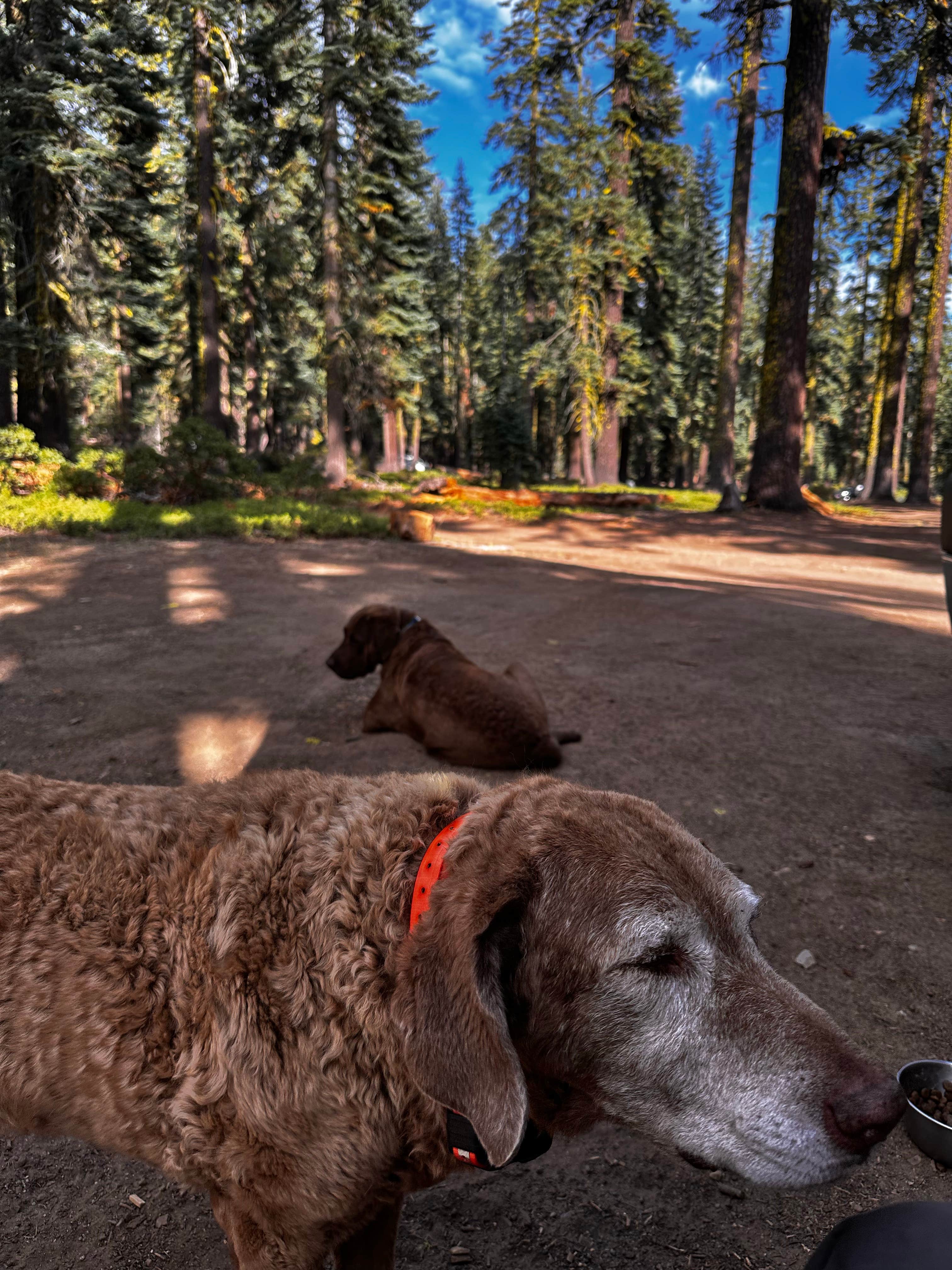 Camper-submitted photo at red fir campground near Greenview, CA
