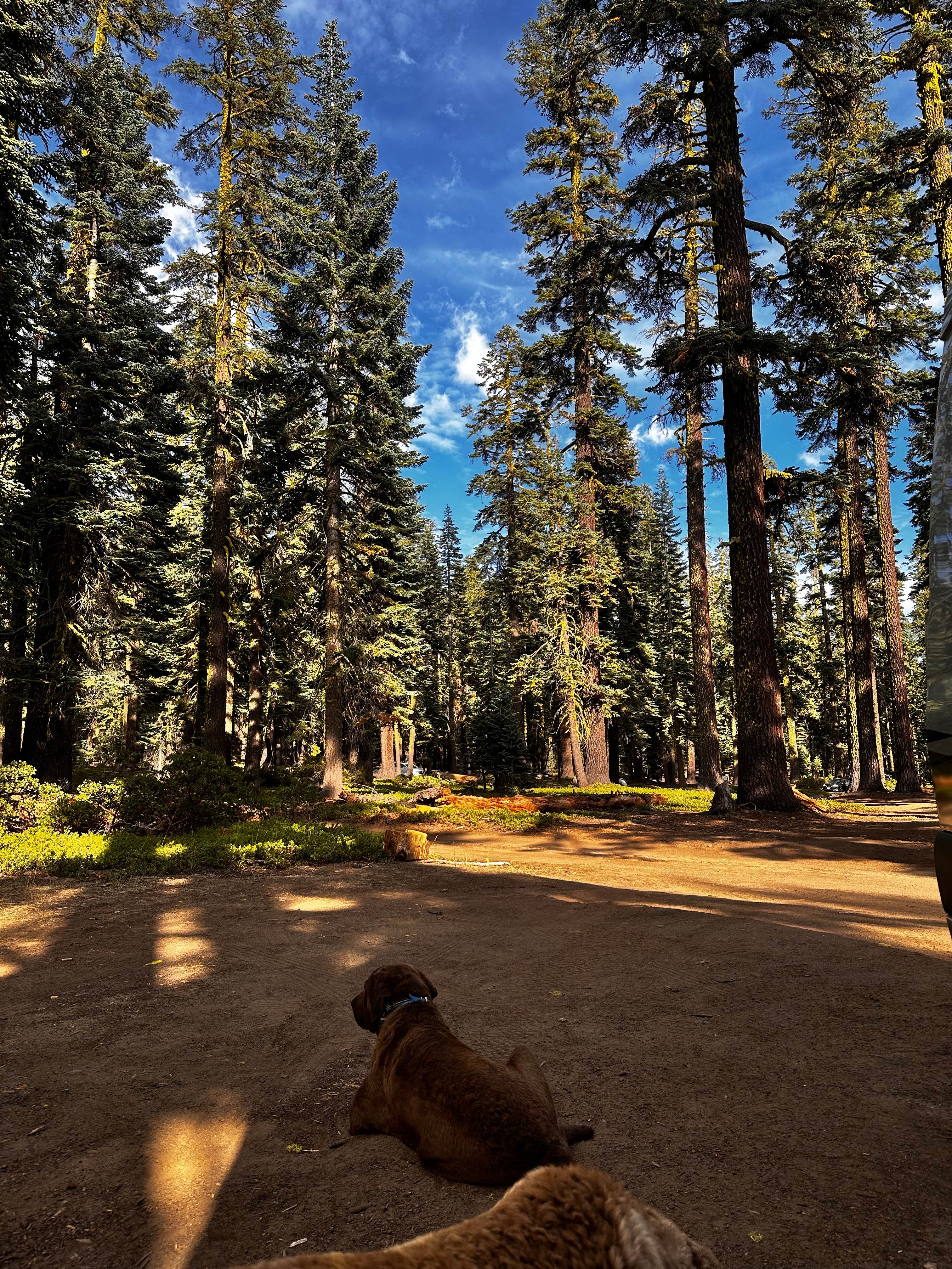 Camper-submitted photo at red fir campground near Greenview, CA