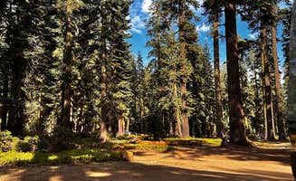 Dave C.'s photo of camping with pets at red fir campground near Mount Shasta, CA