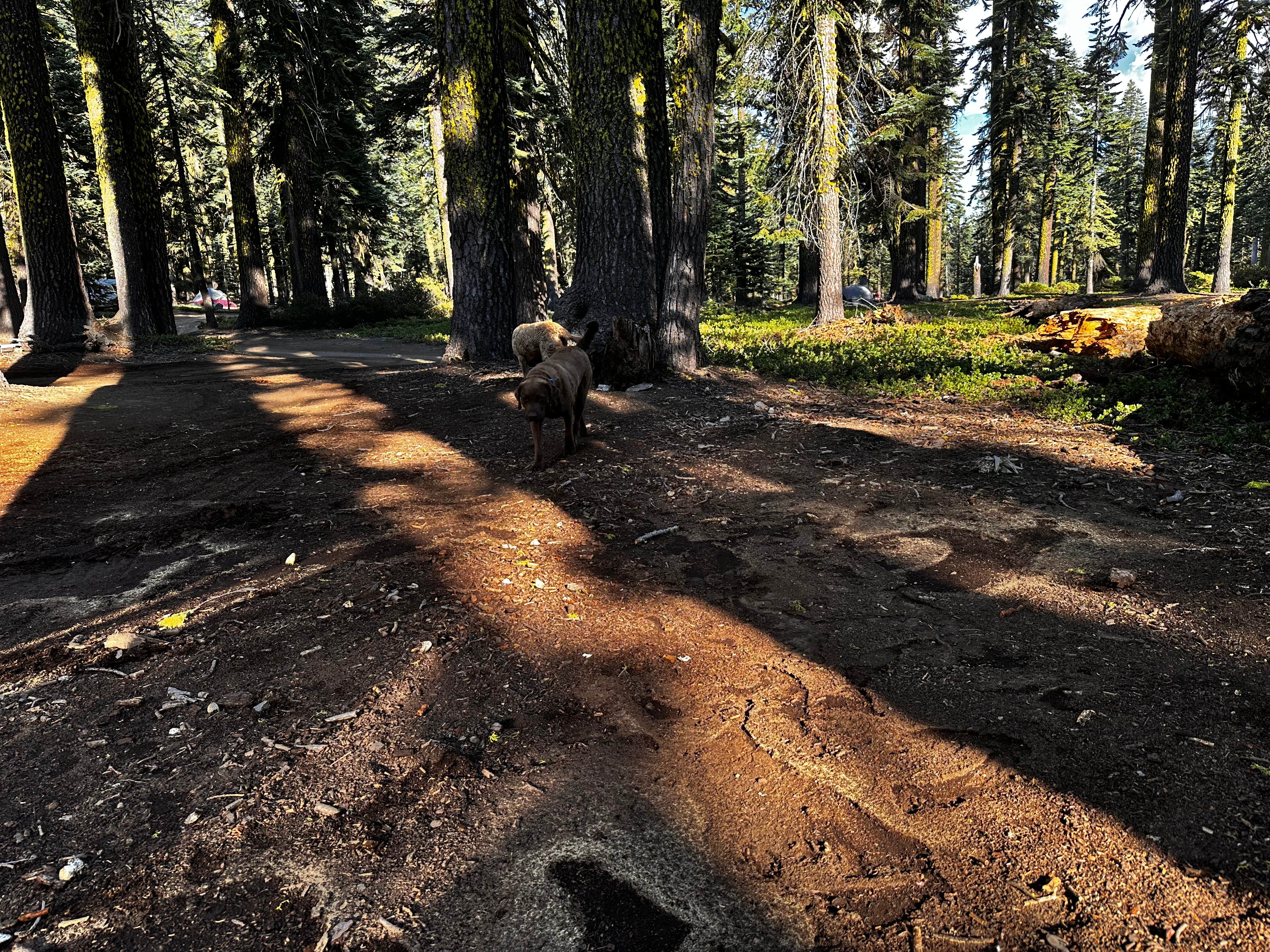 Camper submitted image from red fir campground - 2