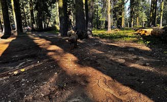 Dave C.'s photo of camping with pets at red fir campground near McCloud, CA
