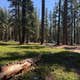 red fir campground