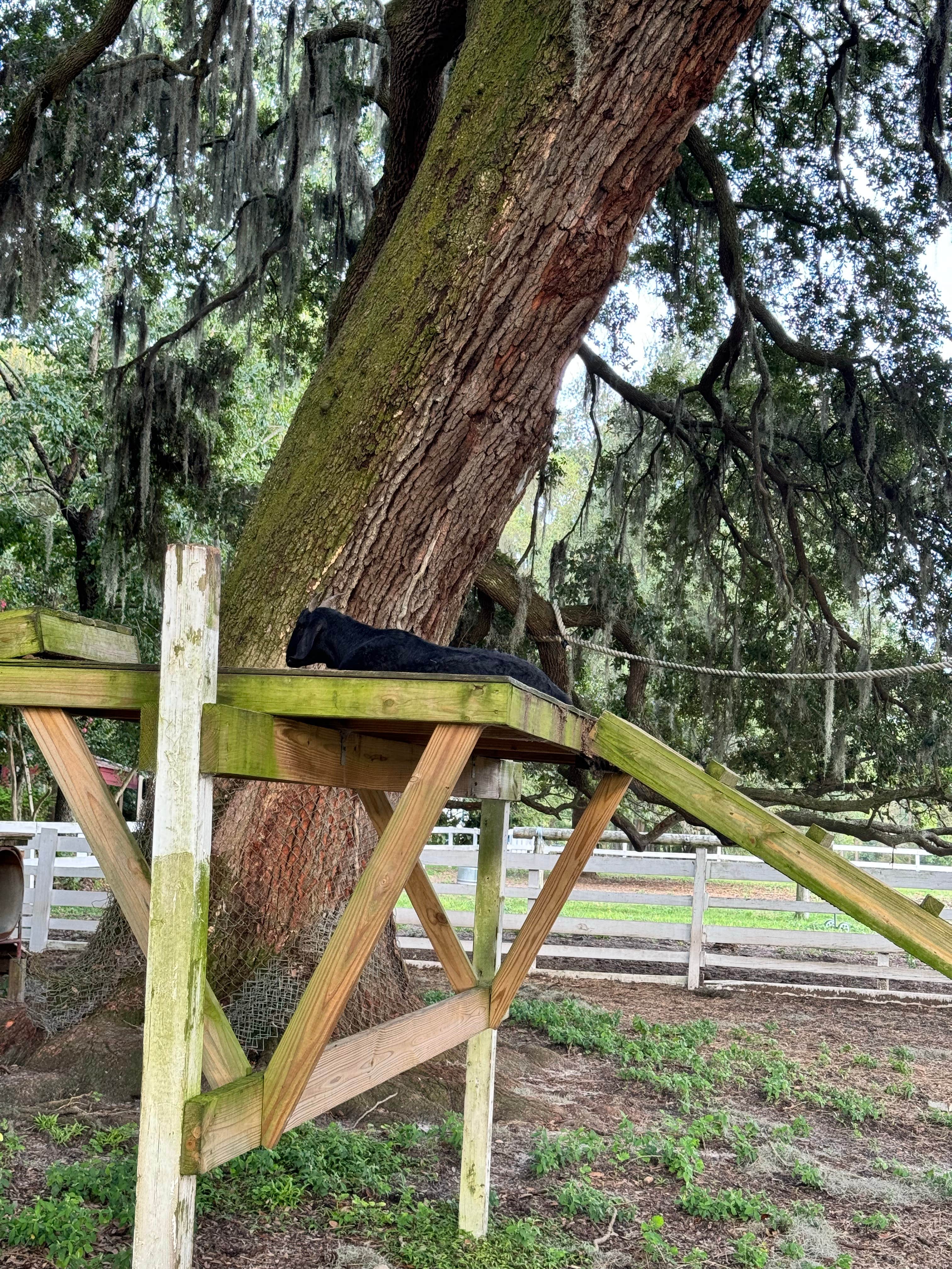 Jessica D.'s photo of camping with pets at Red Gate Farms - RV Resort near Hardeeville, SC