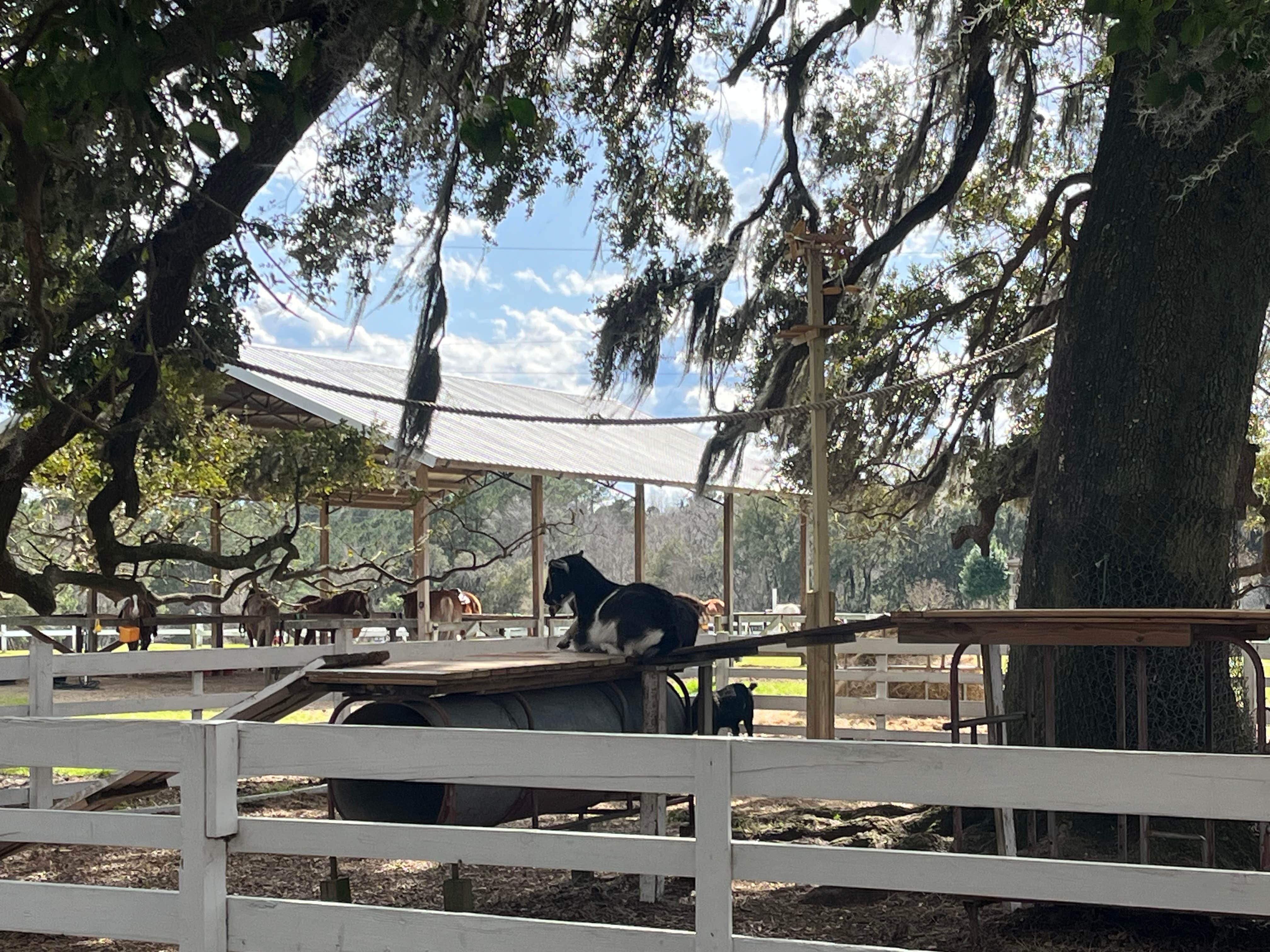 Tracey W.'s photo of camping with pets at Red Gate Farms - RV Resort near Rincon, GA