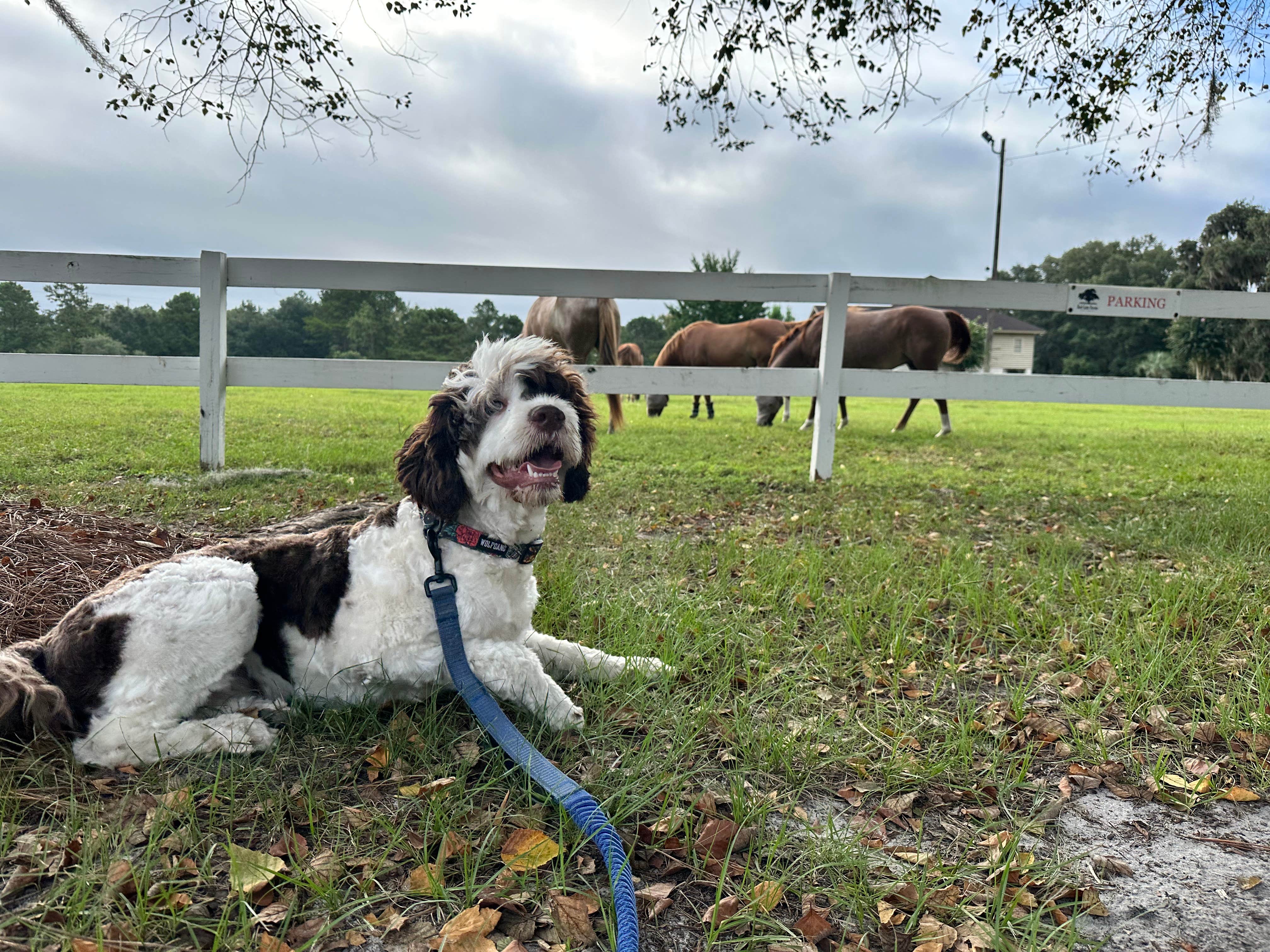 Eleanor the Airstream R.'s photo of camping with pets at Red Gate Farms - RV Resort near Statesboro, GA