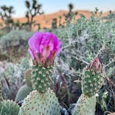 Review photo of Ricardo Campground — Red Rock Canyon State Park by Michelle W., May 2, 2024