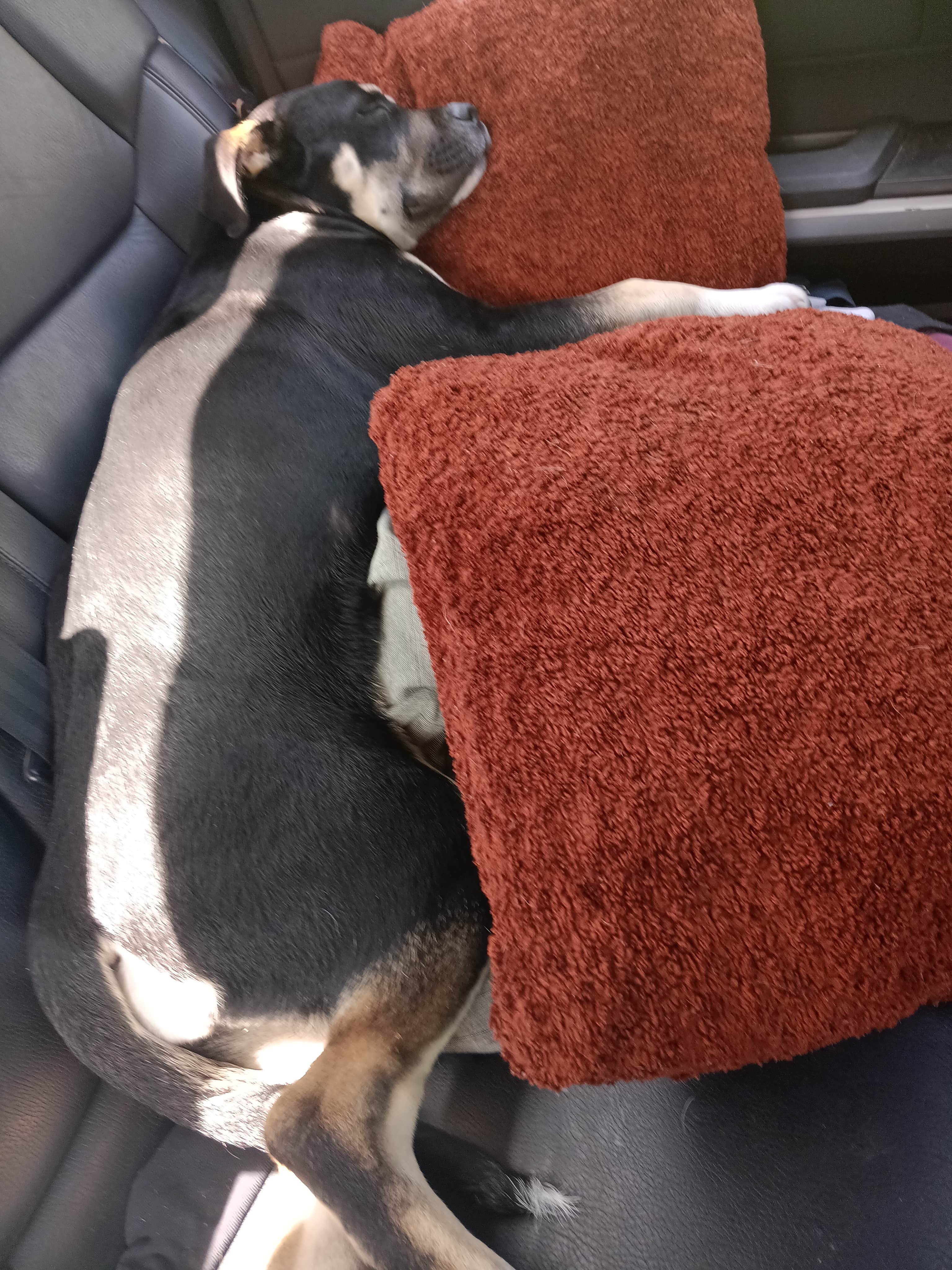 Juanita P.'s photo of camping with pets at Redbud Ranch RV Resort near Georgetown, TX