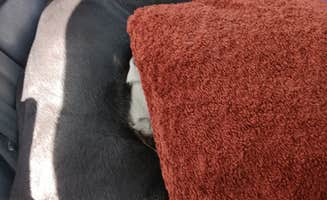 Juanita P.'s photo of camping with pets at Redbud Ranch RV Resort near Round Rock, TX