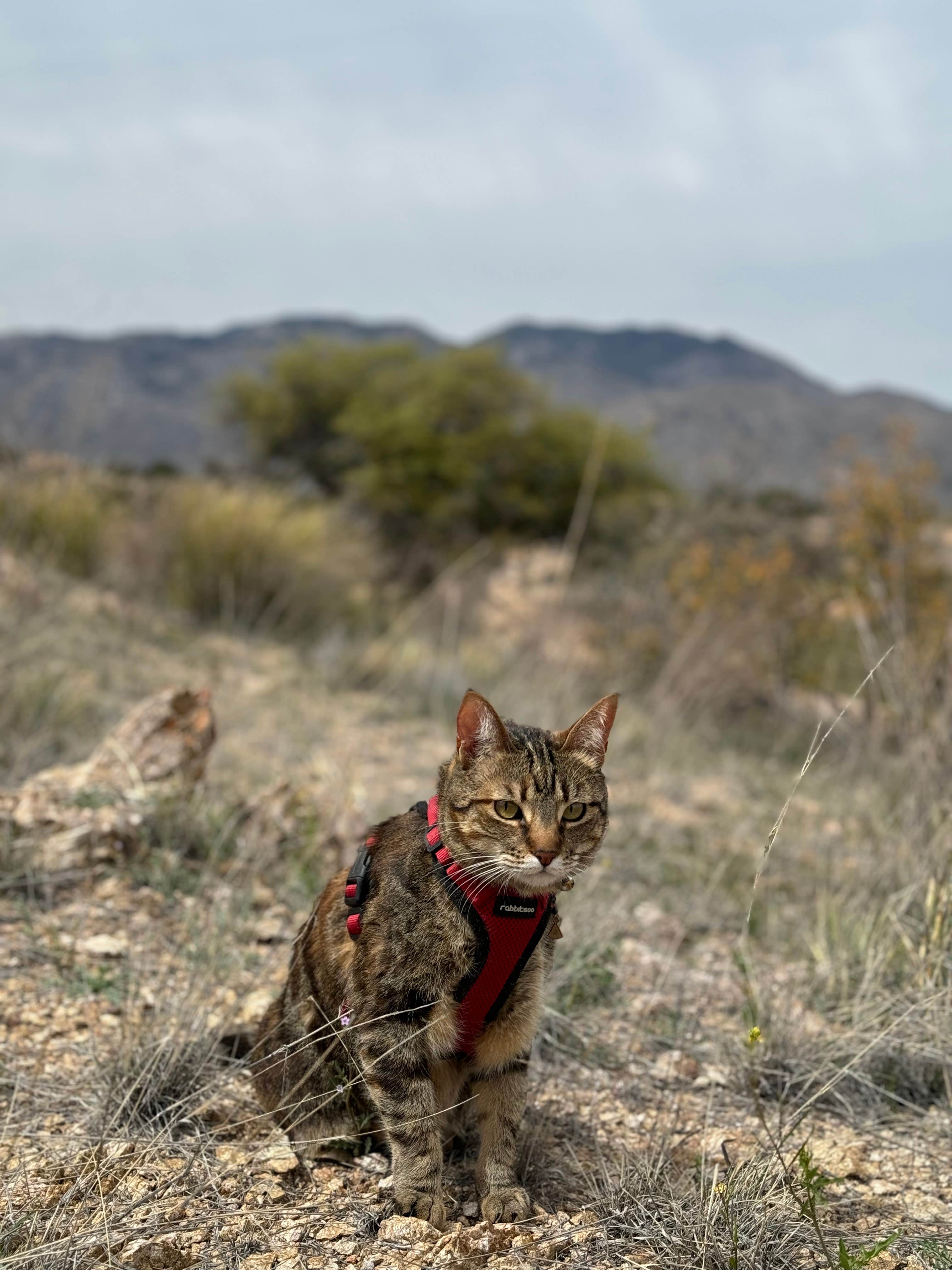 Cass G.'s photo of camping with pets at Reddington Pass Dispersed near Catalina, AZ