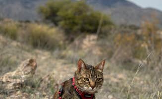 Cass G.'s photo of camping with pets at Reddington Pass Dispersed near Catalina, AZ
