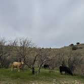 Review photo of Reddington Pass Dispersed by Cass G., July 27, 2024