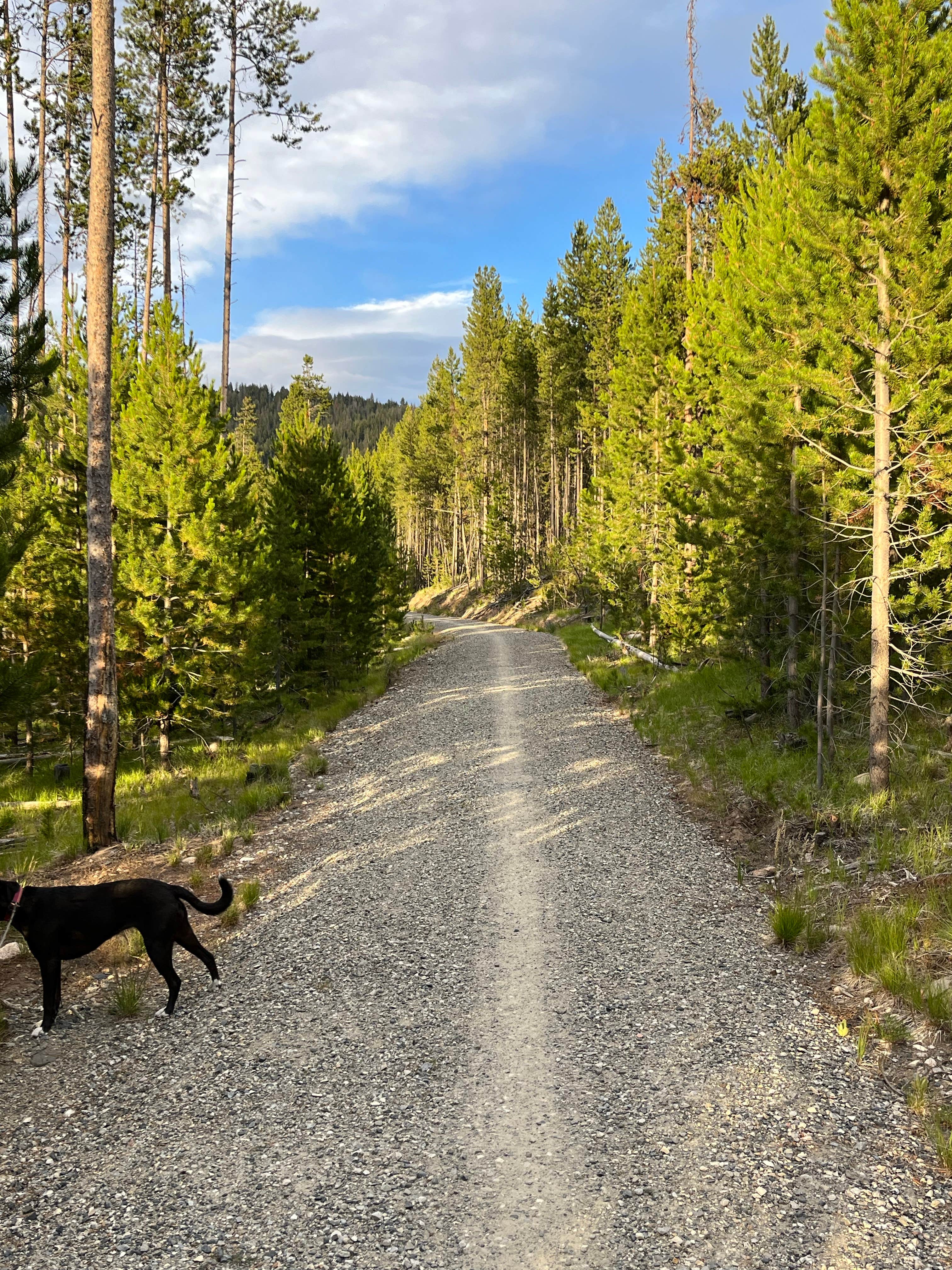 Amy K.'s photo of camping with pets at Redfish Lake Overflow Dispersed near Sawtooth National Forest