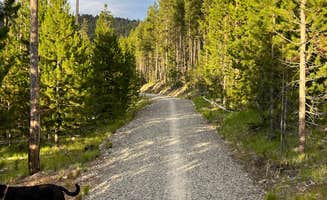 Amy K.'s photo of camping with pets at Redfish Lake Overflow Dispersed near Stanley, ID