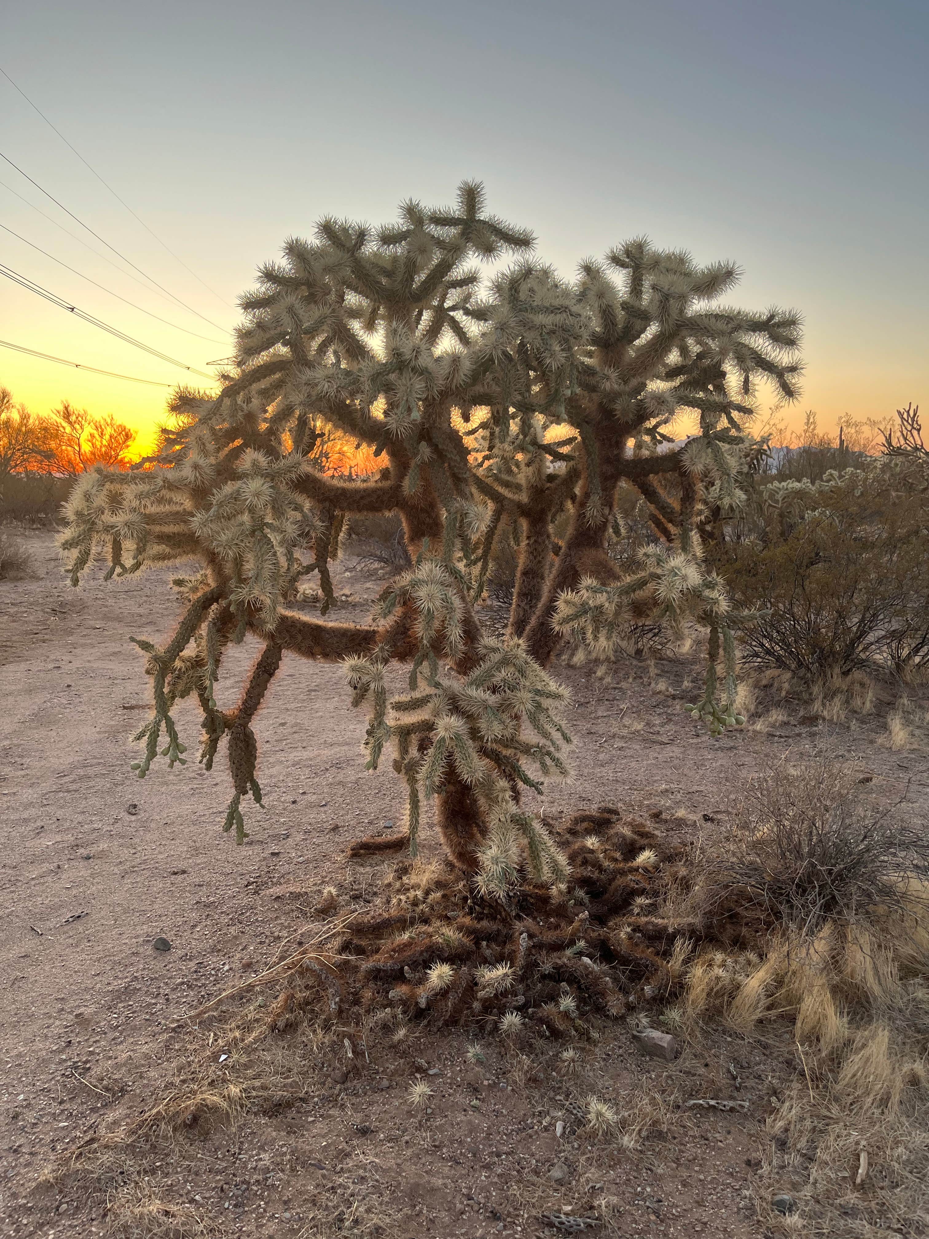 Camper-submitted photo at Redrock Trail Head Dispersed near Eloy, AZ