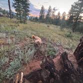 Review photo of Redskin Creek Rd Dispersed Campsite by Frank B., July 15, 2025