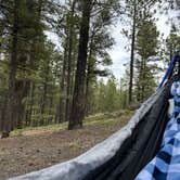 Review photo of Redskin Creek Rd Dispersed Campsite by Rick R., May 12, 2025