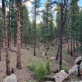 Review photo of Redskin Creek Rd Designated Campsite by Kelsey W., June 14, 2026