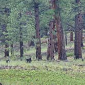 Review photo of Redskin Creek Rd Designated Campsite by Sam D., August 7, 2026