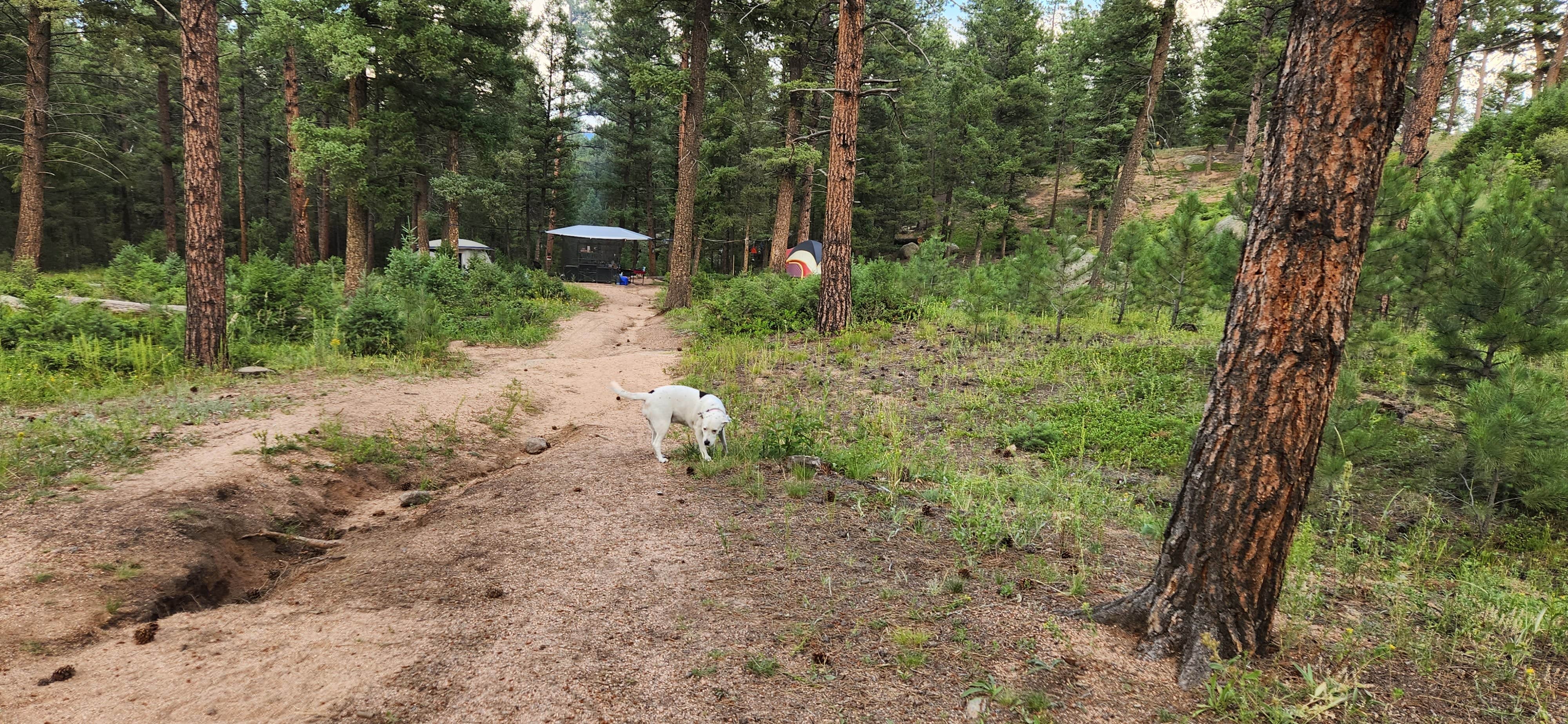 David H.'s photo of camping with pets at Redskin Creek Rd Designated Campsite near Castle Pines, CO