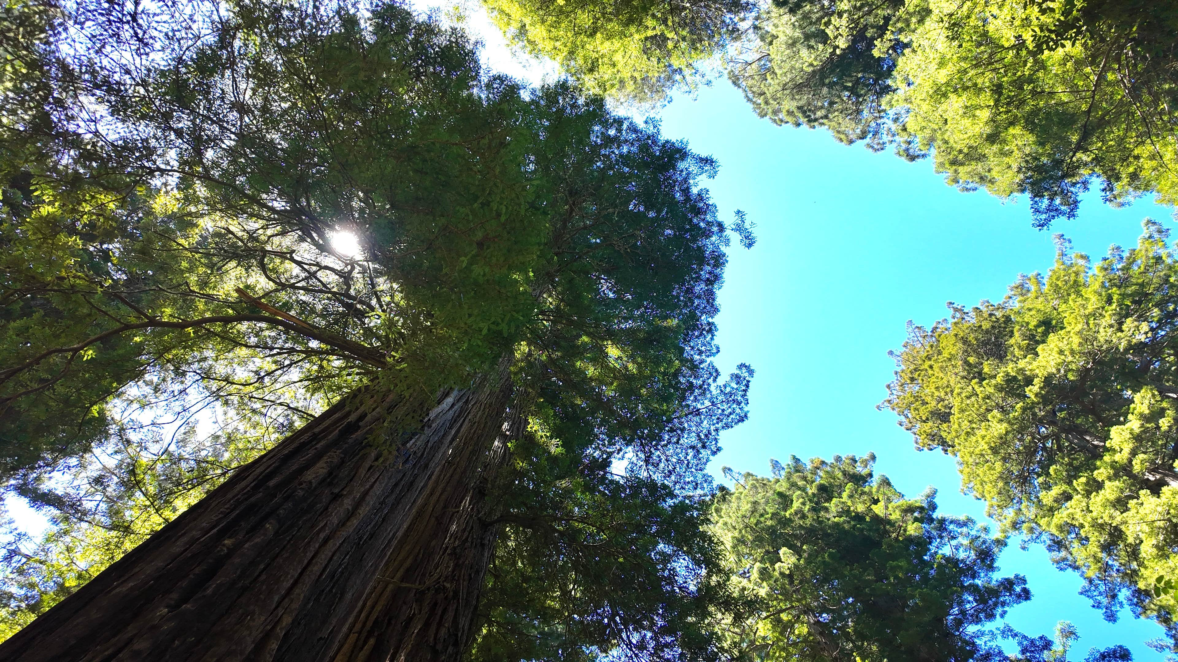 Camper submitted image from Redwood Creek Dispersed Camp - 1