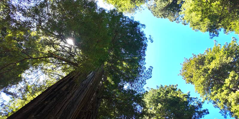 Camper submitted image from Redwood Creek Dispersed Camp