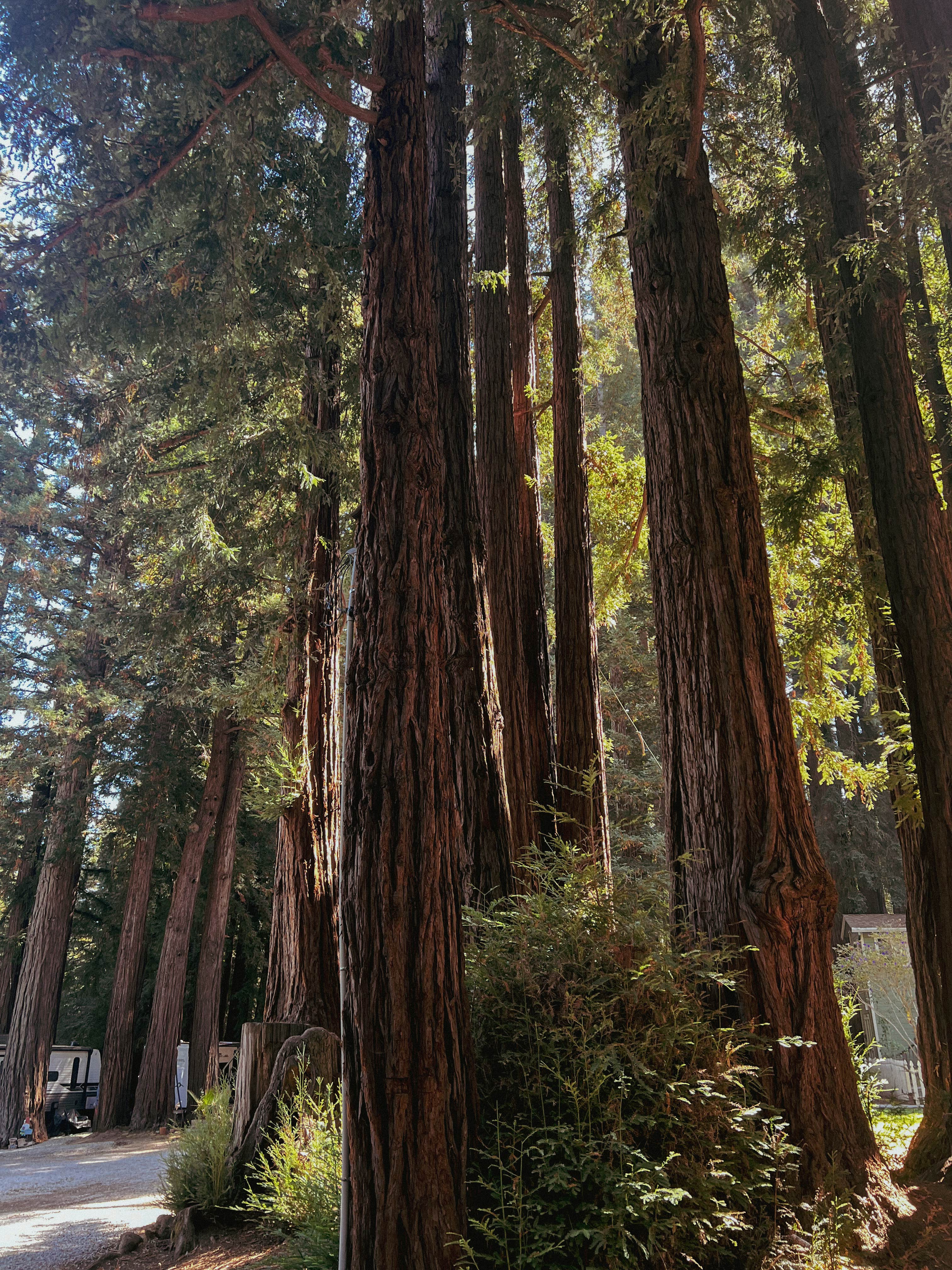 Camper-submitted photo at Redwood Resort RV Park & Campground near Half Moon Bay, CA