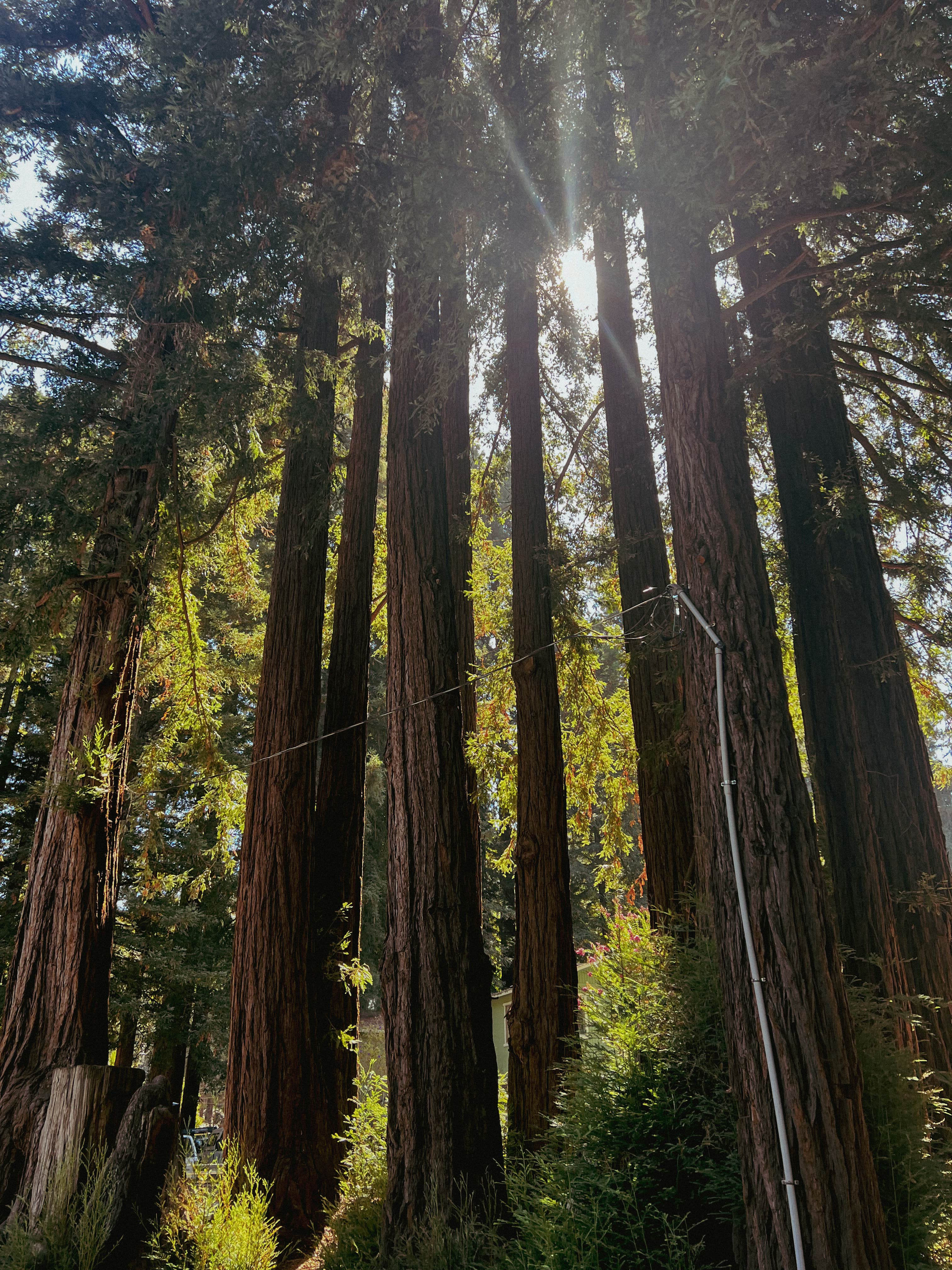 Camping near Sunrise Point at Candlestick Point SRA - TEMPORARILY CLOSED: Redwood Resort RV Park & Campground, Boulder Creek, California