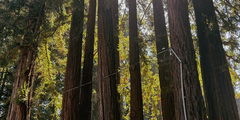 Camper submitted image from Redwood Resort RV Park & Campground