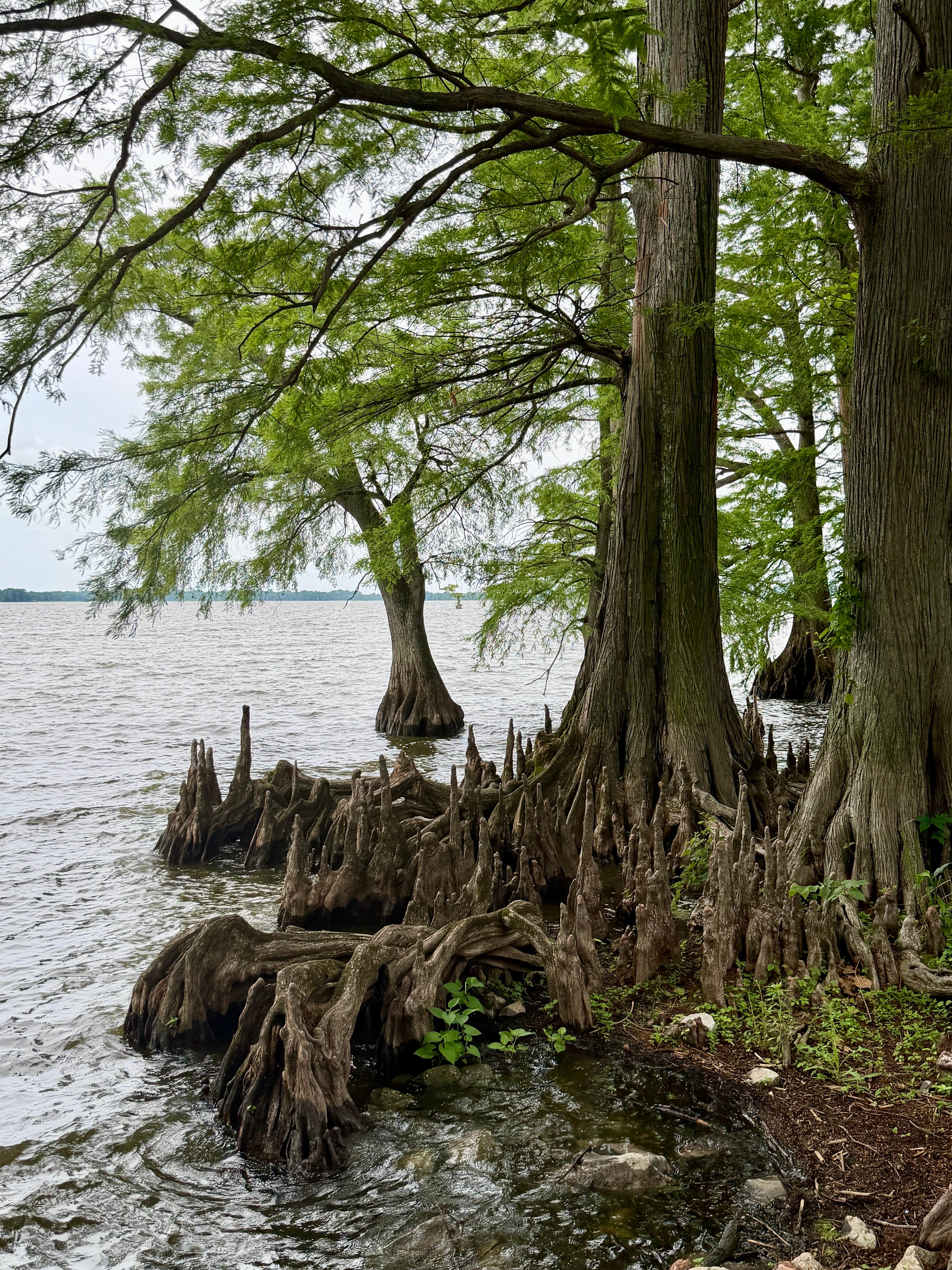 Camper-submitted photo at Reelfoot State Park near New Madrid, MO