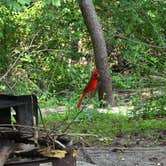 Review photo of Rend Lake Gun Creek Campground by Paige F., June 11, 2025