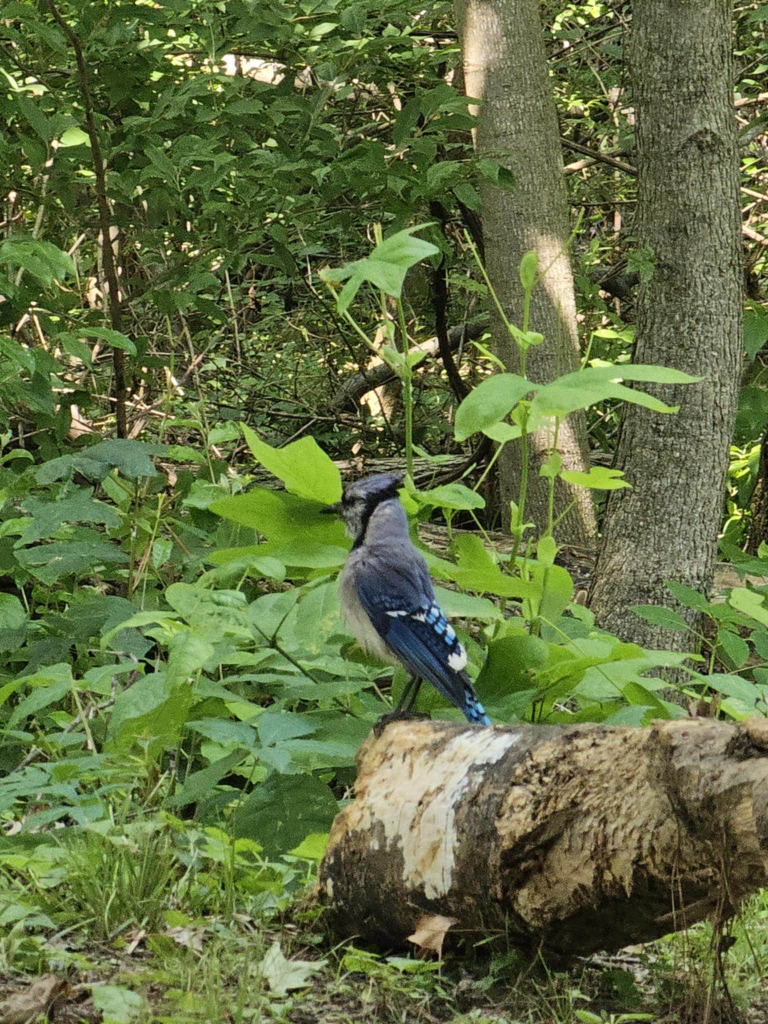 Camper submitted image from Rend Lake Gun Creek Campground - 1