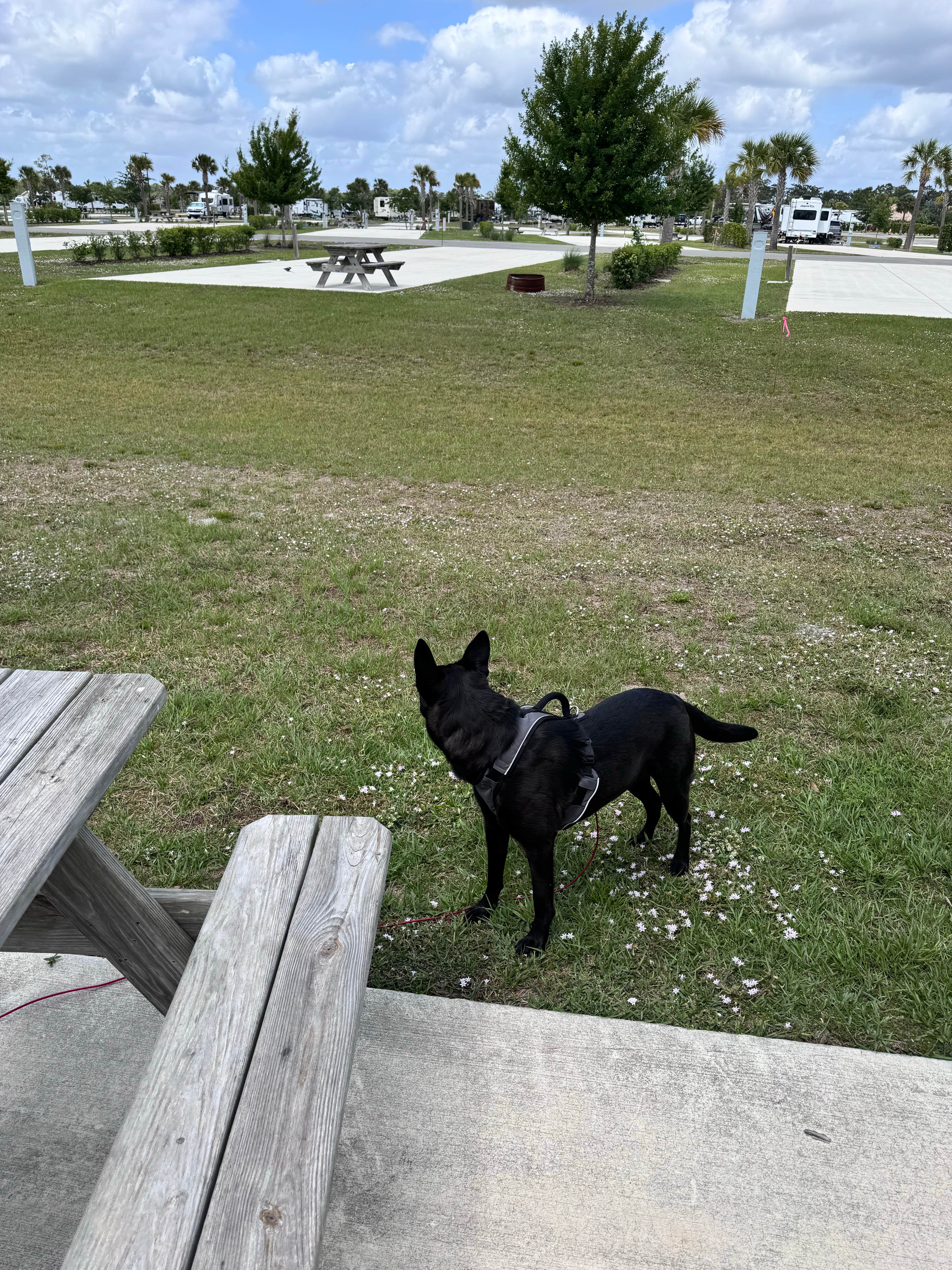 bobby M.'s photo of camping with pets at Resort at Canopy Oaks near Frostproof, FL