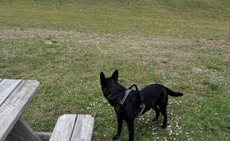 bobby M.'s photo of camping with pets at Resort at Canopy Oaks near Poinciana, FL