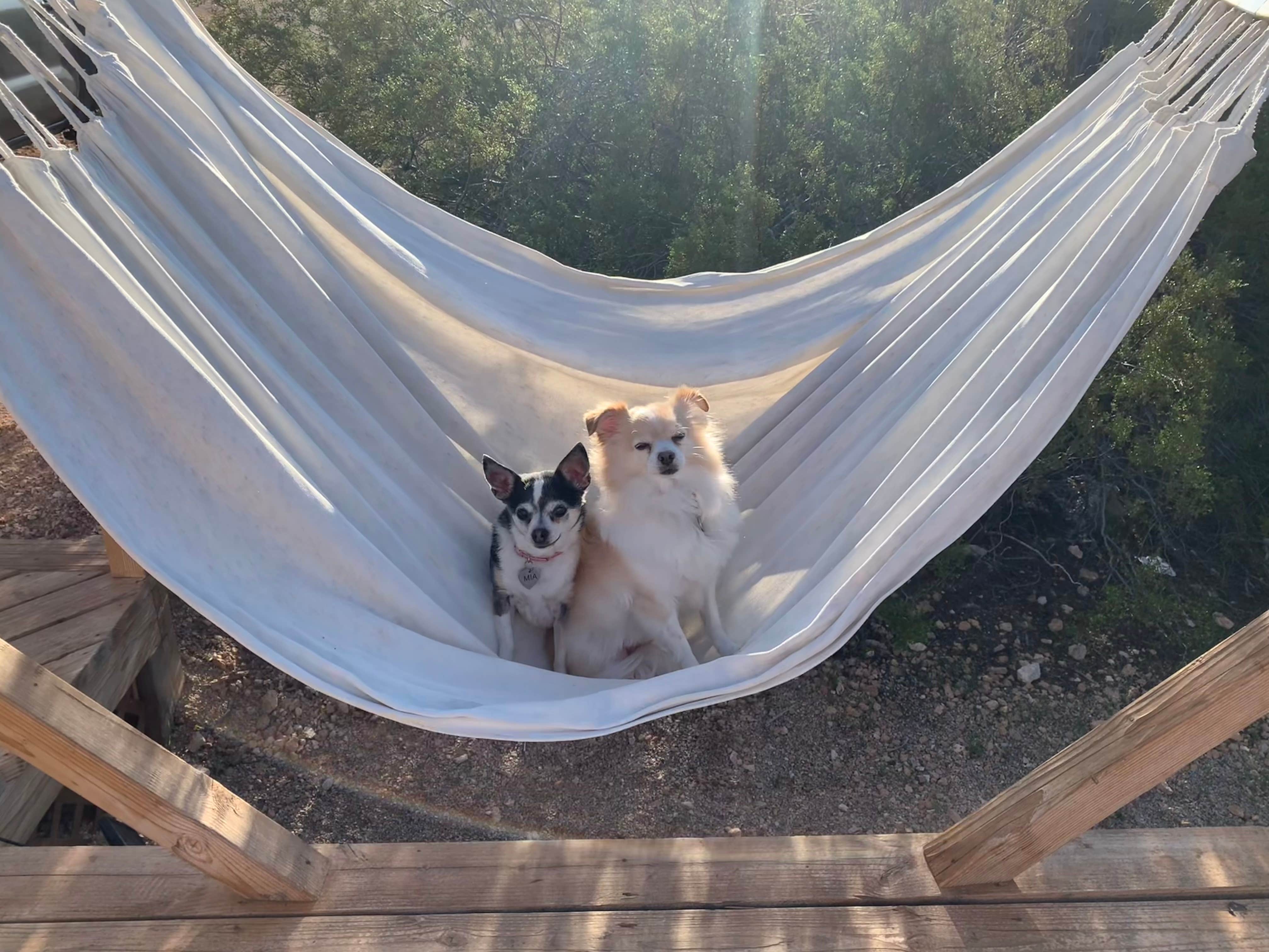 Lynda M.'s photo of camping with pets at Retro Camper with Desert Mountain View near Searchlight, NV