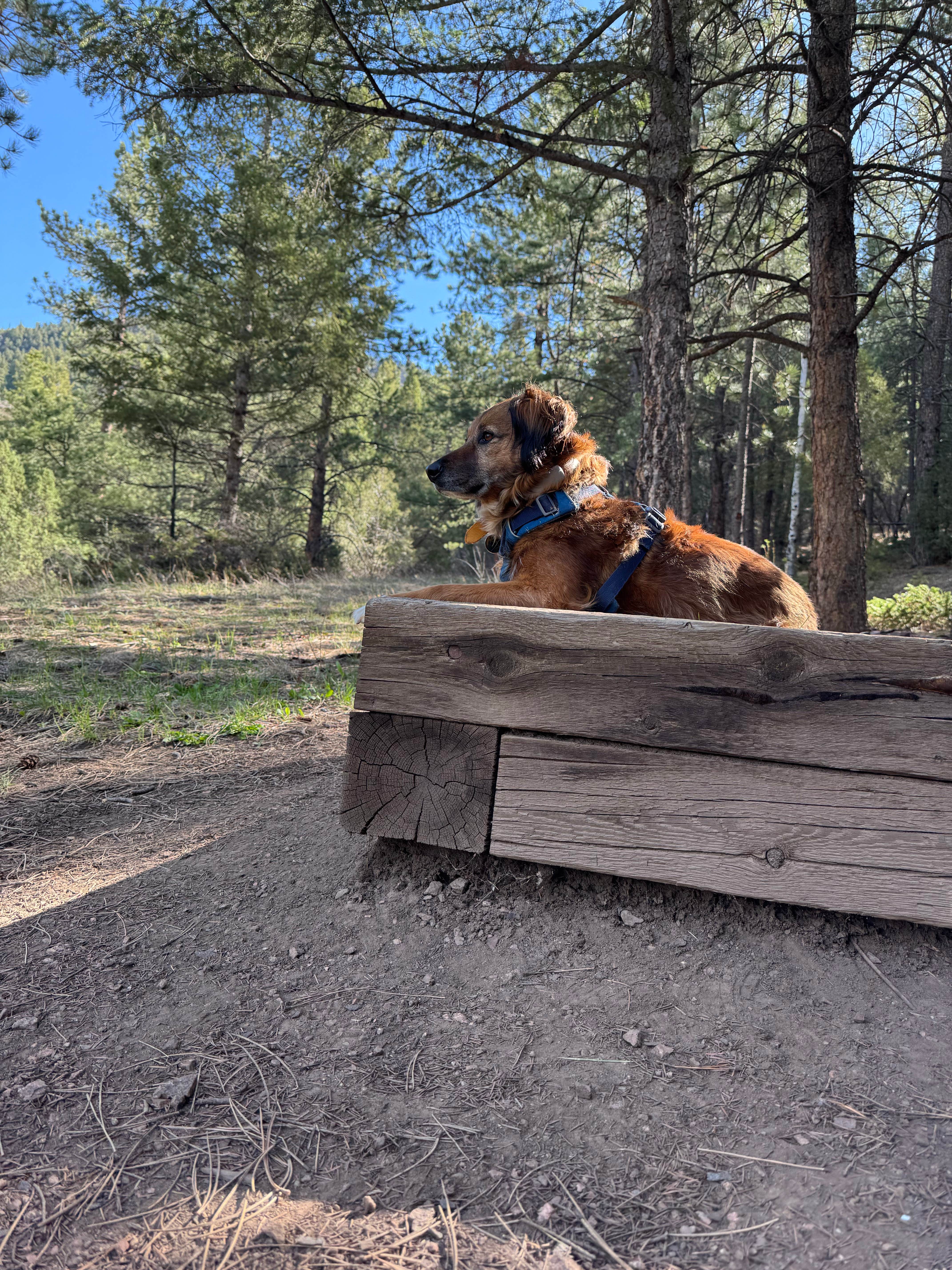 Camper-submitted photo at Idylease Campground near Buffalo Creek, CO