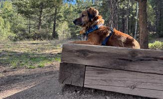 Alex M.'s photo of camping with pets at Idylease Campground near Parker, CO