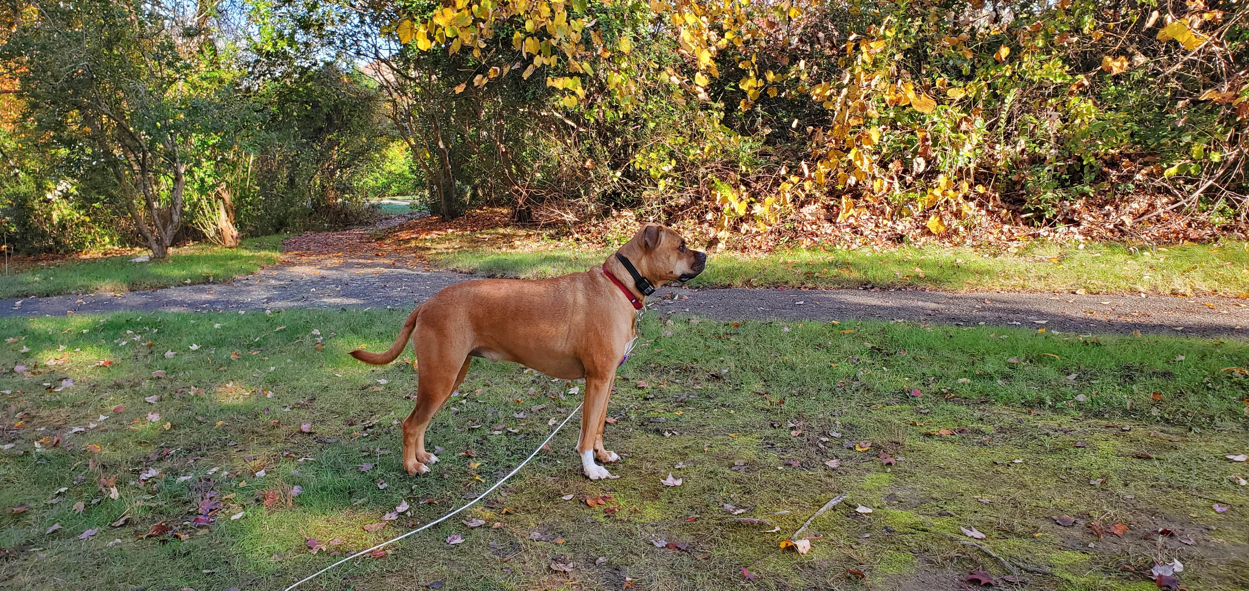Sue B.'s photo of camping with pets at Fishermens Memorial State Park Campground in Rhode Island