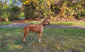 Sue B.'s photo of camping with pets at Fishermens Memorial State Park Campground in Rhode Island