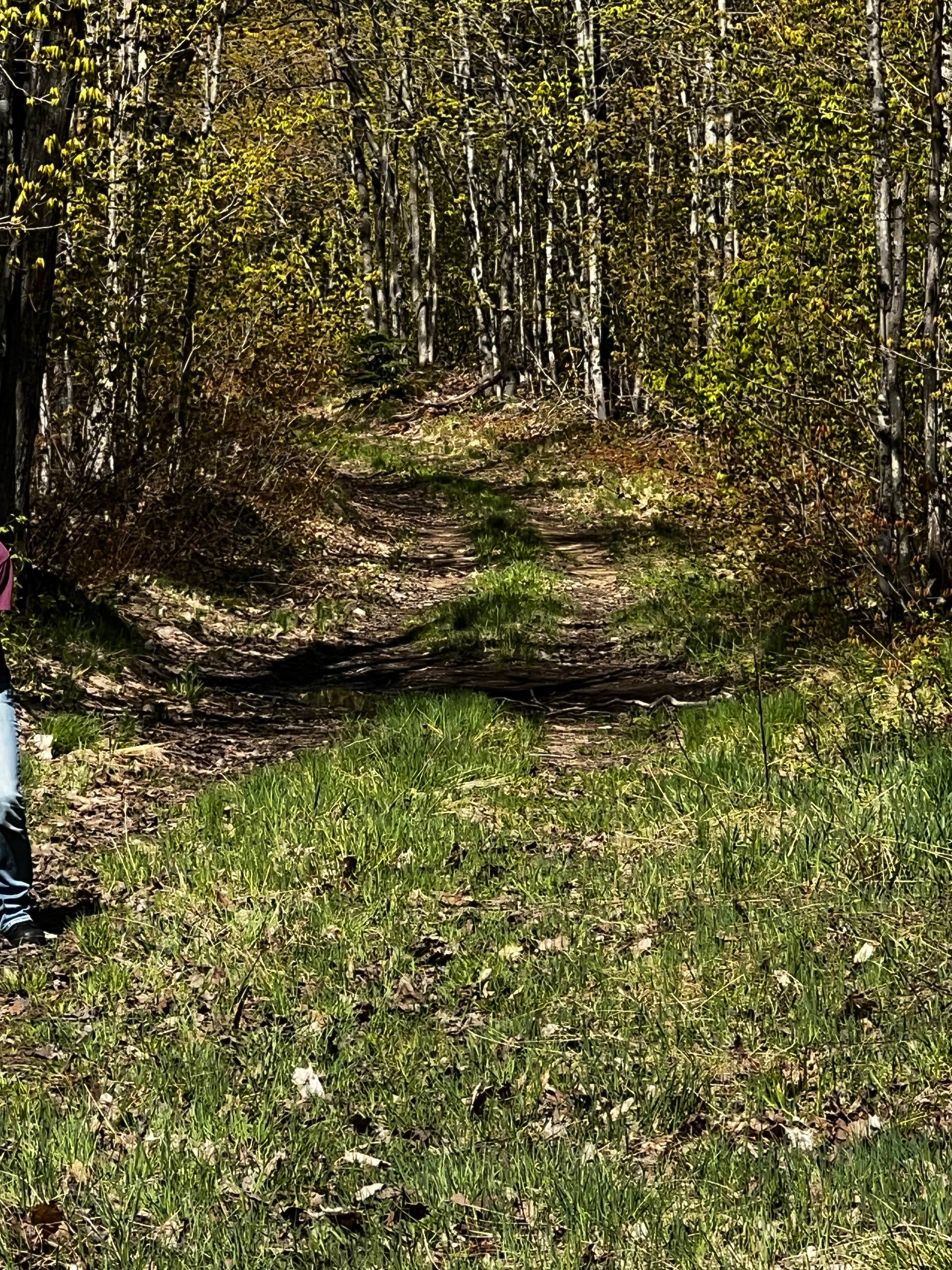 Camper-submitted photo at Rhody Trail Pull Off near Pictured Rocks National Park