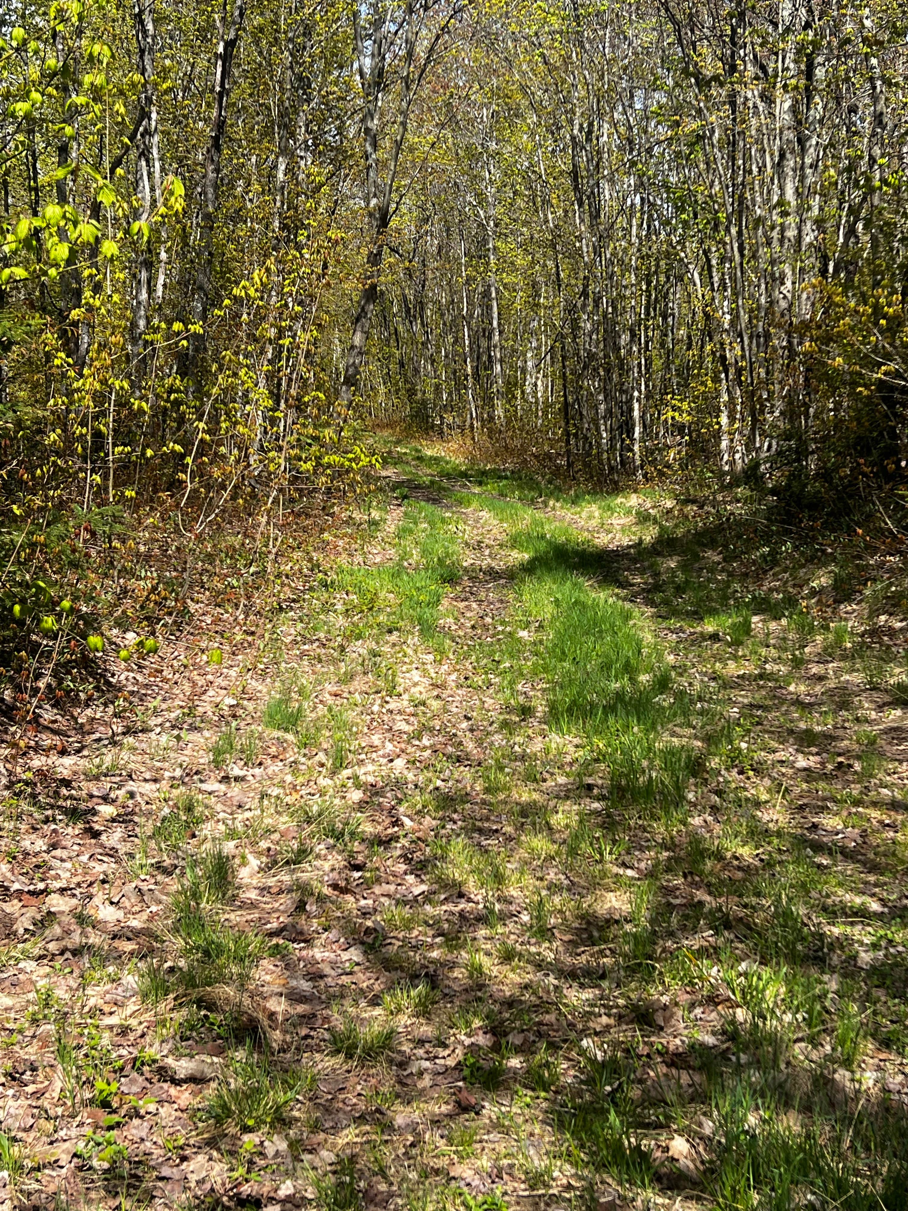 Camper-submitted photo at Rhody Trail Pull Off near Pictured Rocks National Park