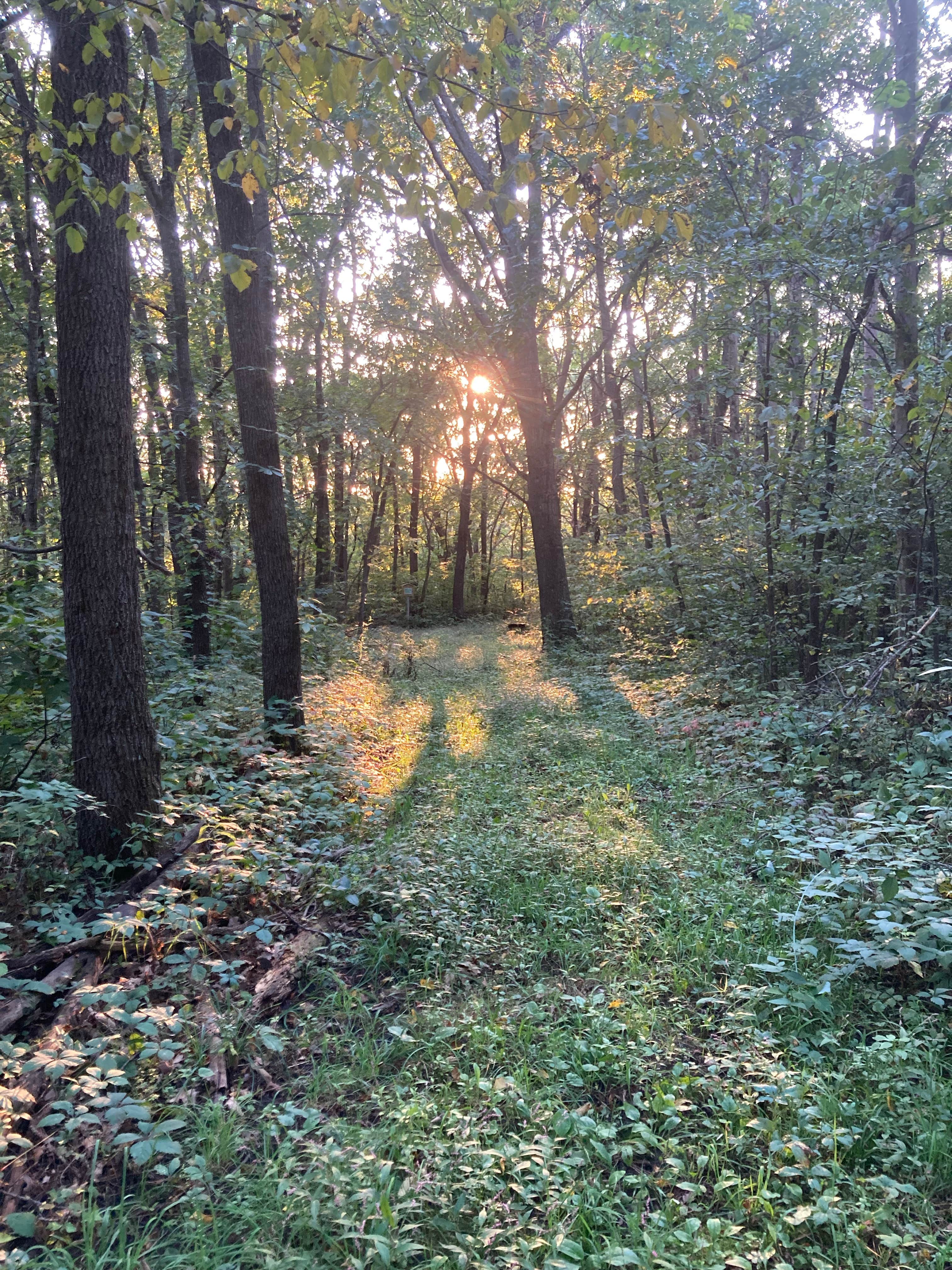 Camper submitted image from Richard J Dorer Memorial Hardwood Forest Isinours Management Unit - 4