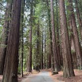 Review photo of Richardson Grove State Park Campground by Ross F., September 21, 2025