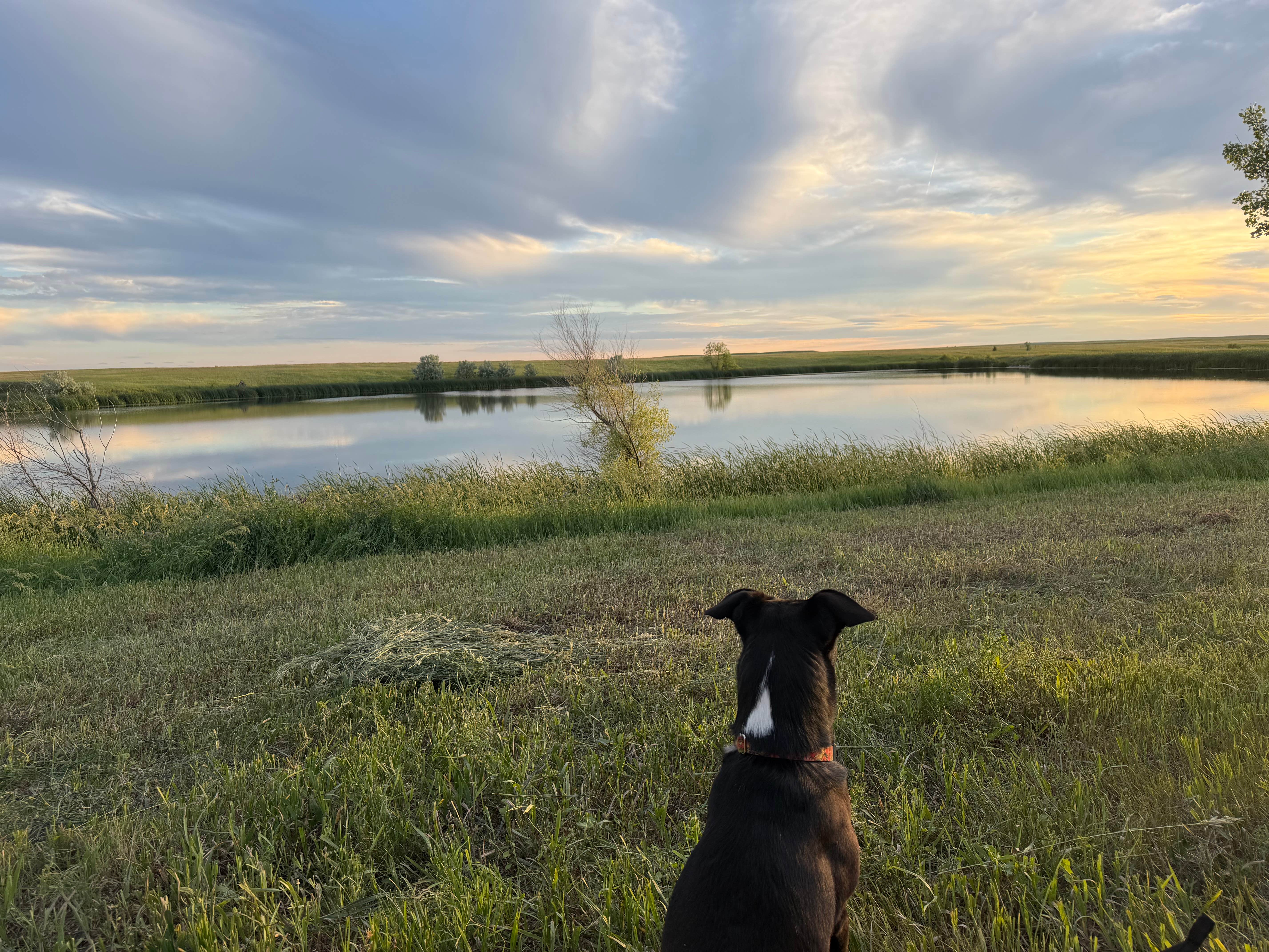 christy S.'s photo of camping with pets at Richland reservoir dispersed camping near Fort Pierre, SD