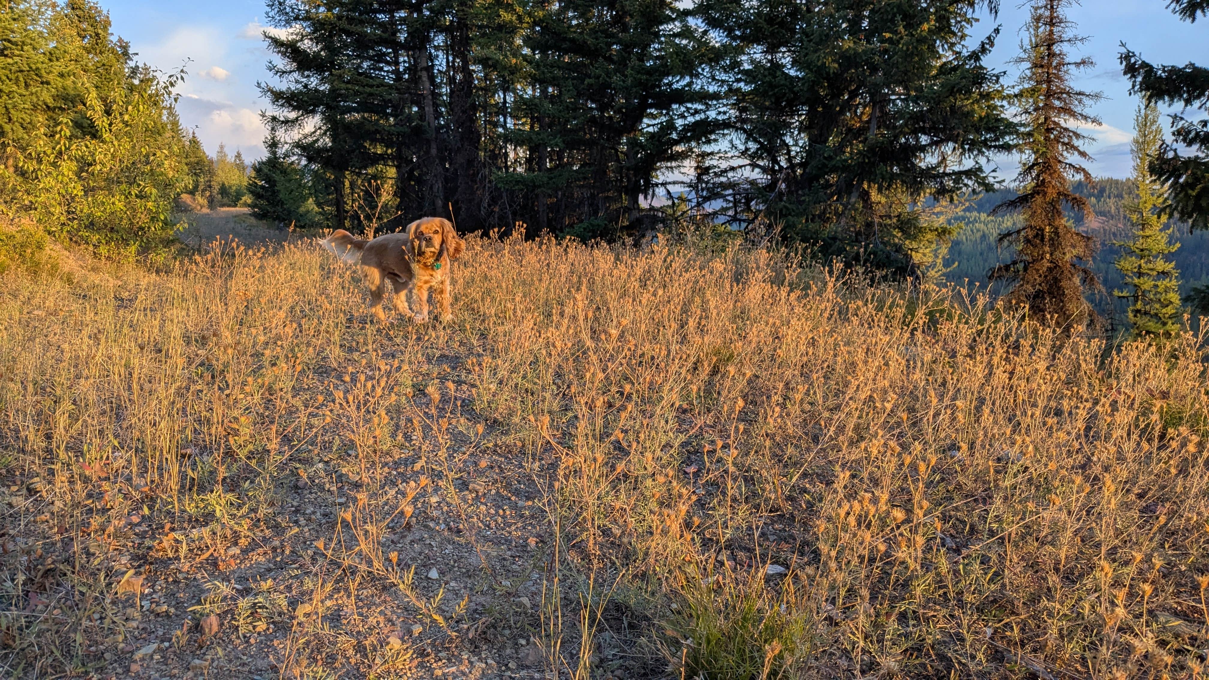 Camper-submitted photo at Richmond Marshall hookup trail dispersed campsite near Arlee, MT