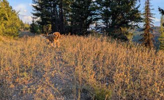 David M.'s photo of camping with pets at Richmond Marshall hookup trail dispersed campsite near Seeley Lake, MT