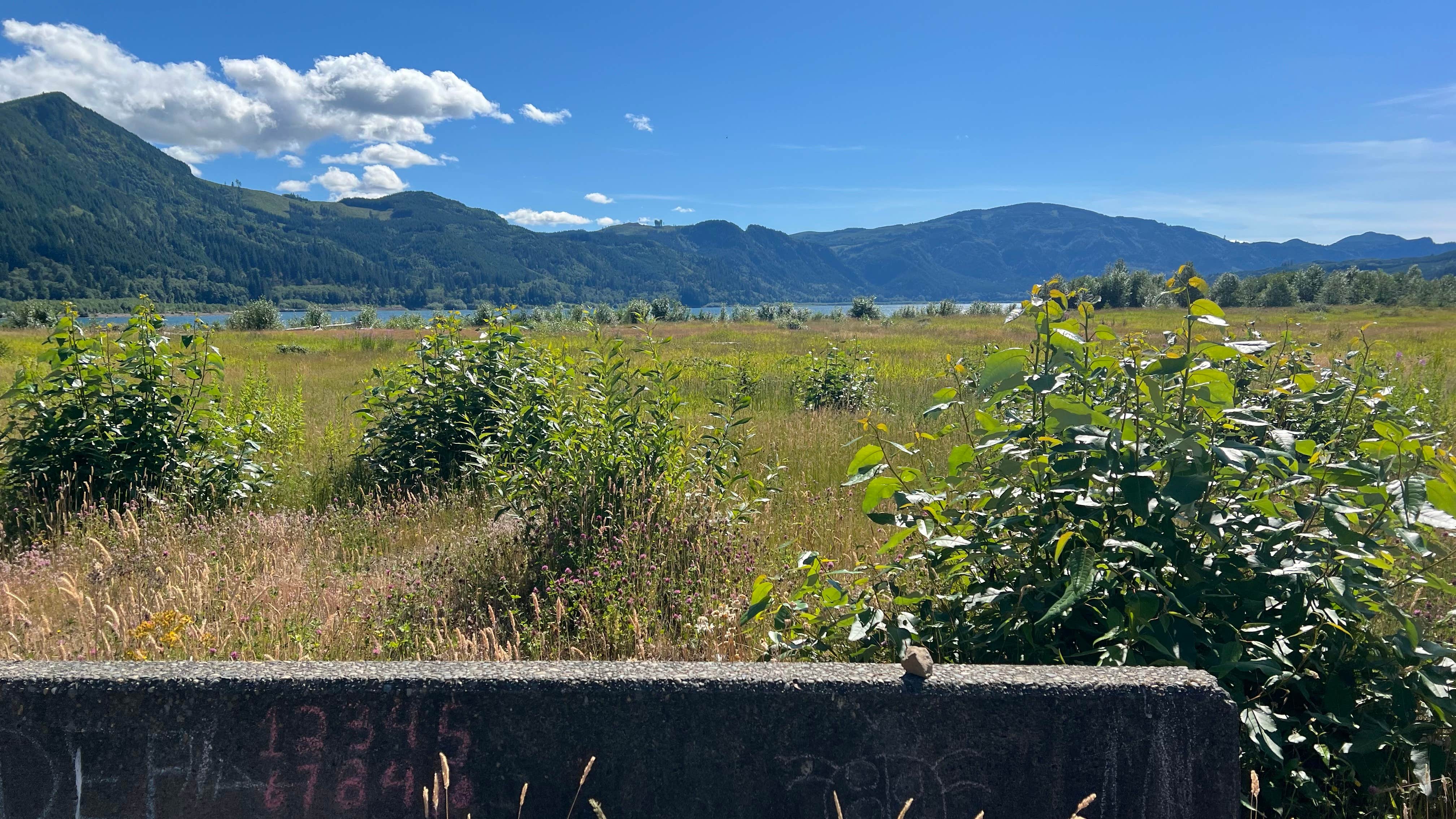 Camper-submitted photo at riffe lake near Glenoma, WA