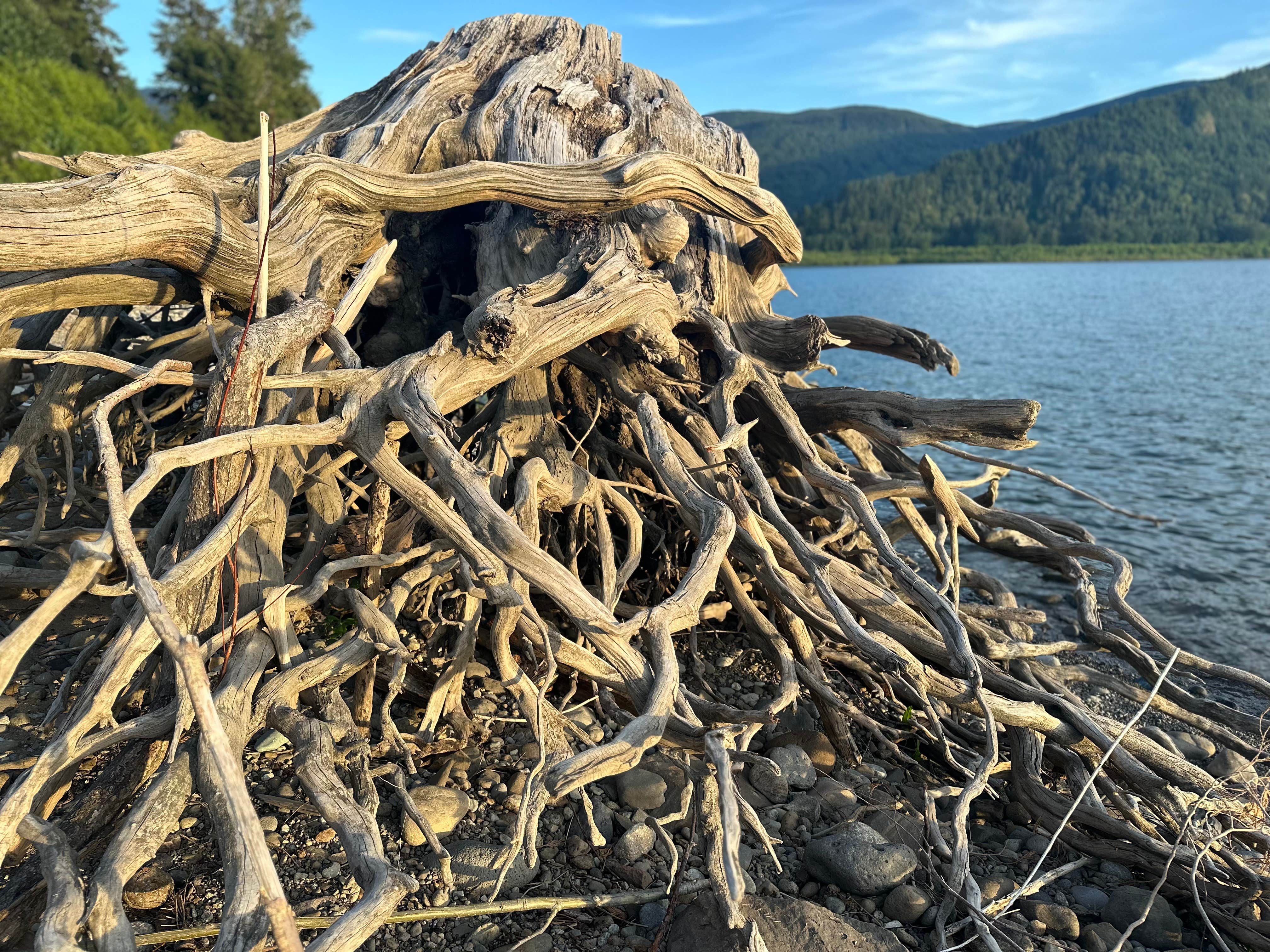 Camper-submitted photo at riffe lake near Toledo, WA